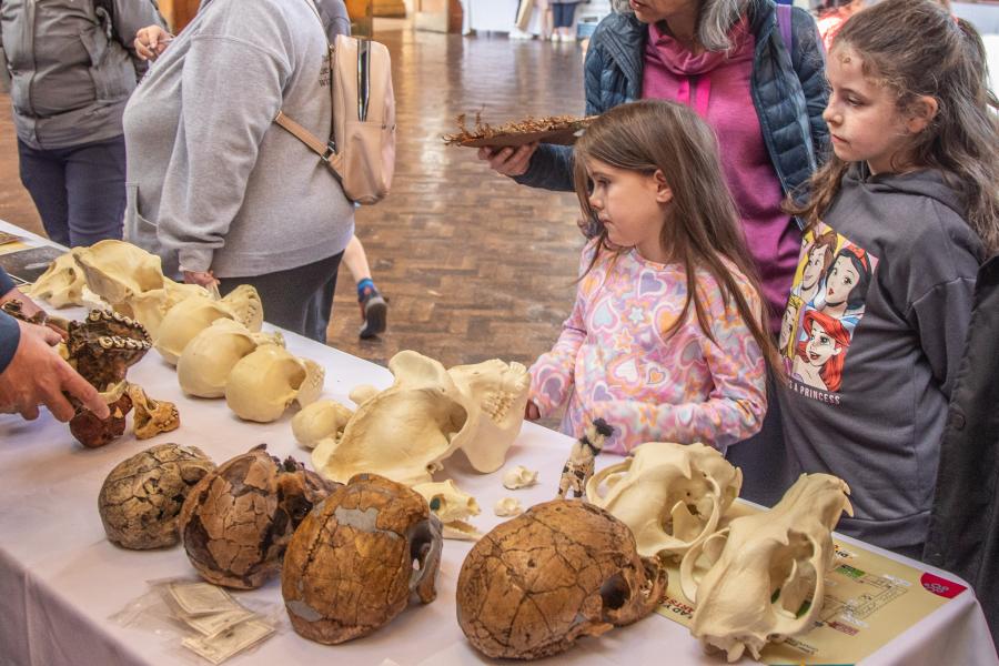 children look at different animal skulls