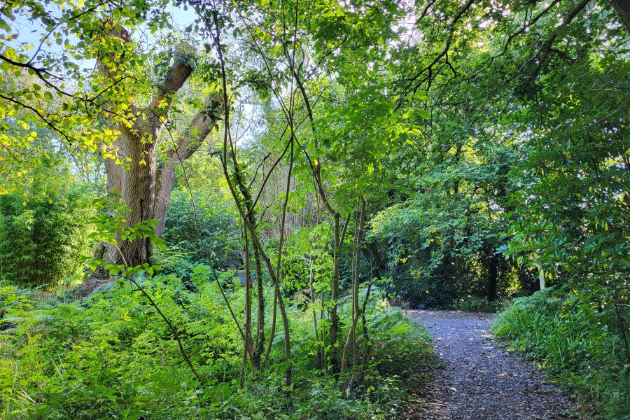 Woodlands with blue sky shining through