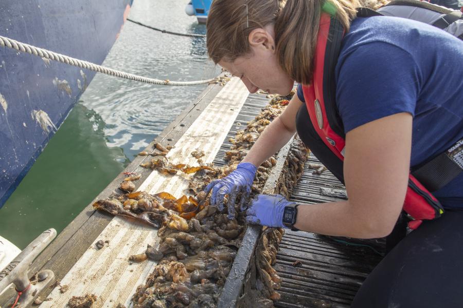 Dr Winnie Courtene-Jones taking marine samples next to a boat