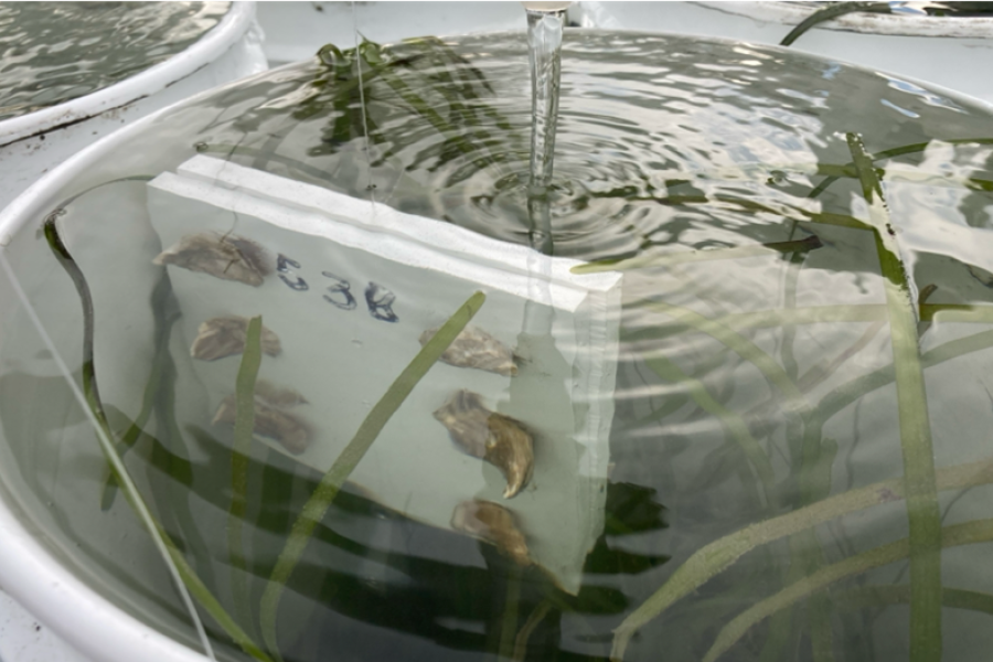 Close up of juvenile oysters growing attached to tiles and embedded within seagrass planted in an experimental tank.