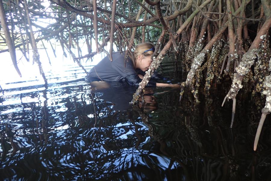 Sampling in the mangroves