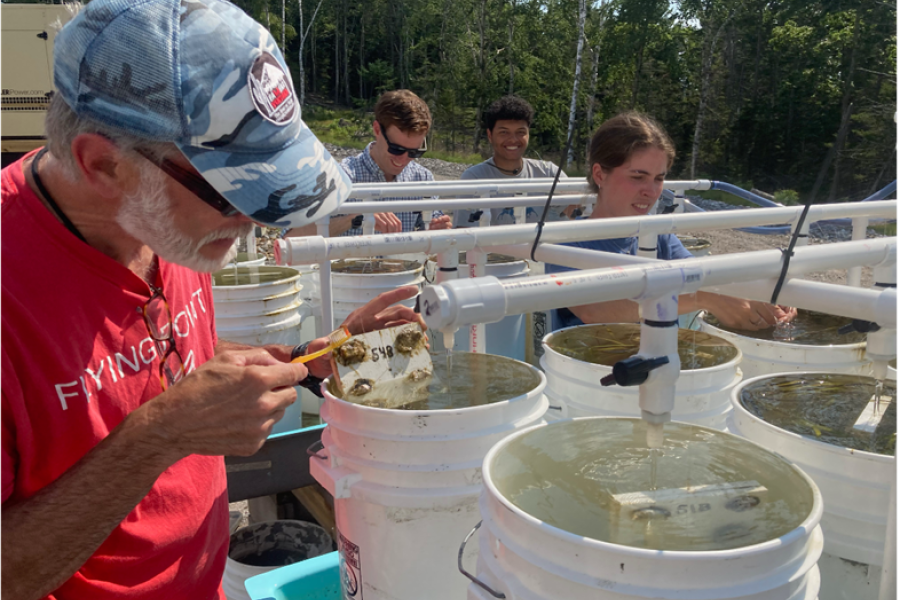 Researchers maintaining outdoor seawater experimental tanks, growing seagrass and oysters under different ocean warming and acidification scenarios