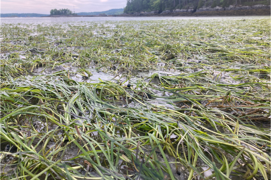 Dôl o forwellt ar drai’r llanw, yn Harpswell Sound, ger Canolfan Astudiaethau Arfordirol Schiller