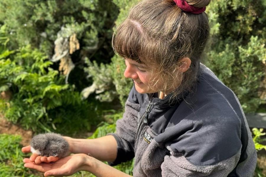 Lauren Evans holds a Manx shearwater chick as part of monitoring chick growth.