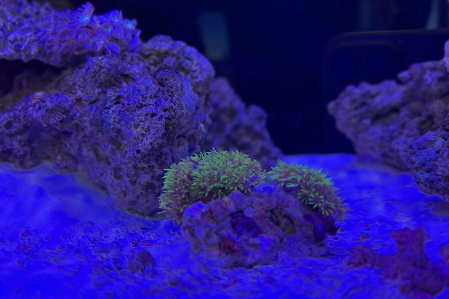 SOS Community aquarium