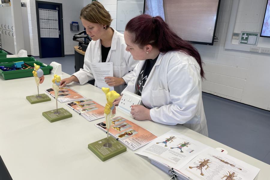 anatomical models