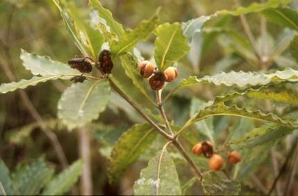 A close up image of the 'mock orange'  showing the seeds that are widely dispersed by native bird species.