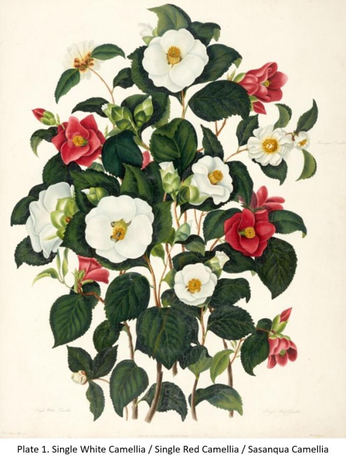 Illustration of camellia from a botanical book