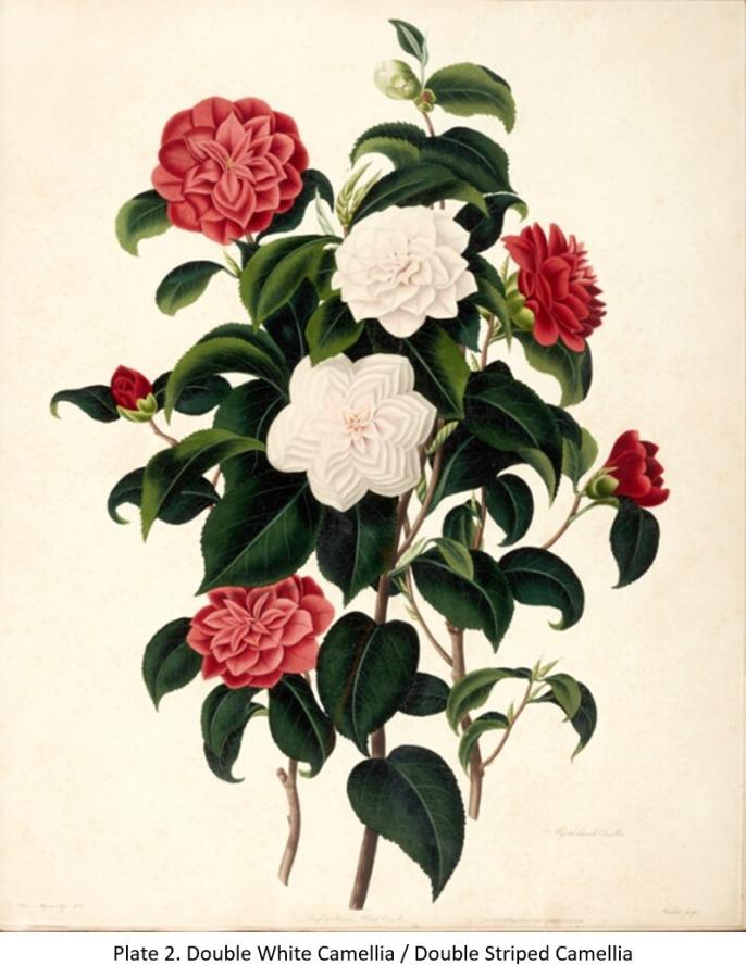 Illustration of camellia from a botanical book