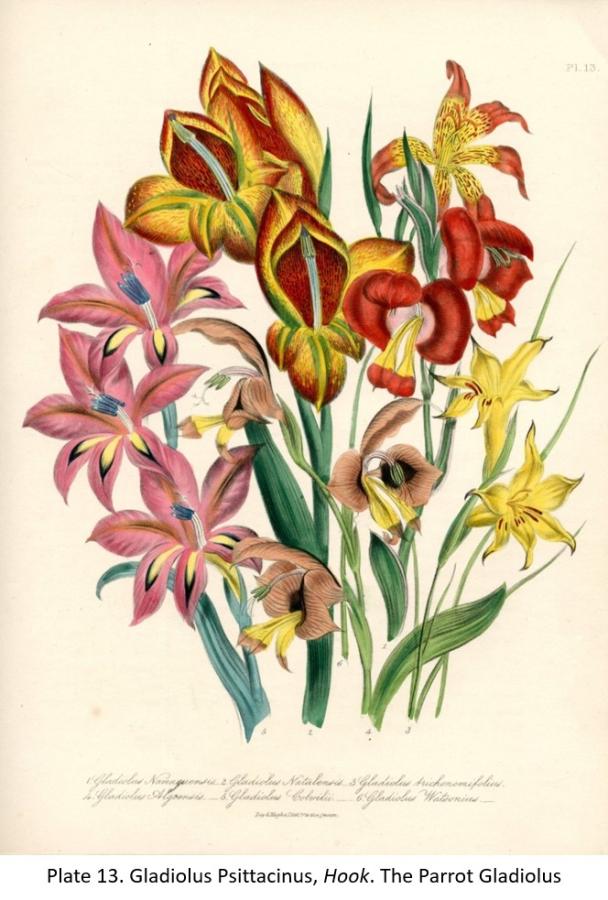 Illustration from a botanical book