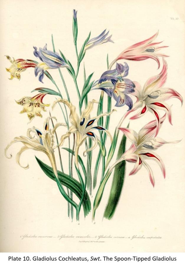 Illustration from a botanical book