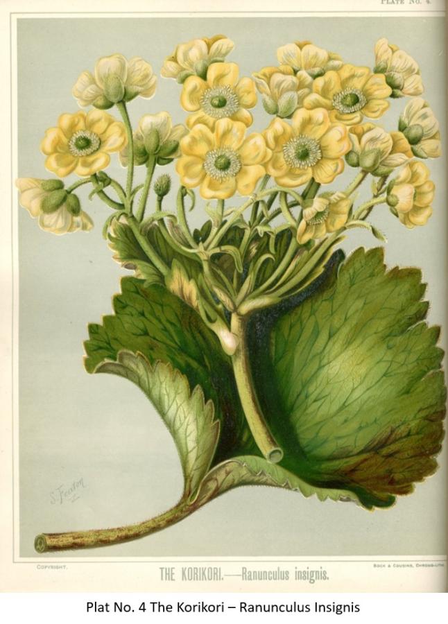 Illustration from a botanical book