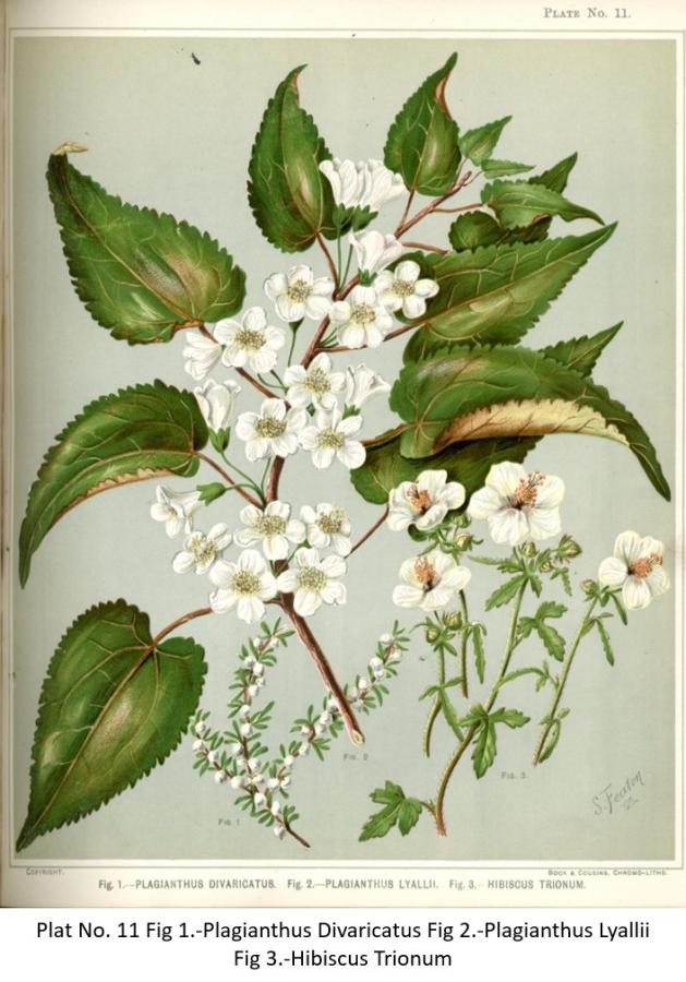 Illustration from a botanical book