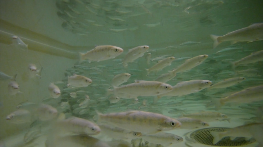 Underwater shot of large fish tank, housing juvenile Atlantic salmon