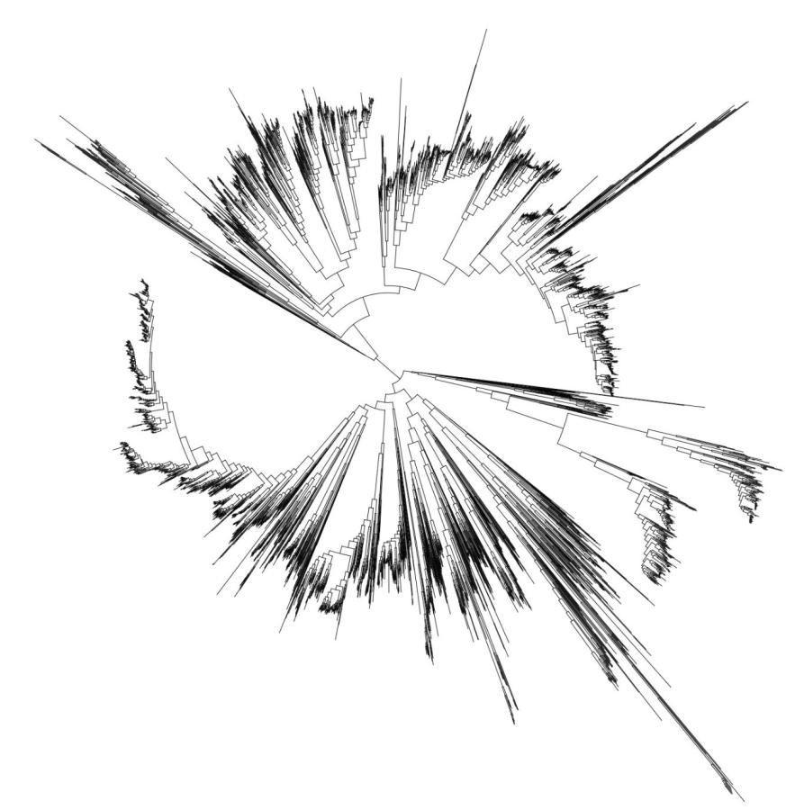 Phylogeny figure