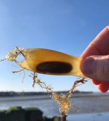 Shark eggcase